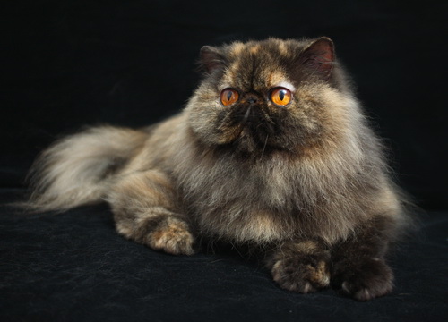 CH Boberan's Isabel of Rado